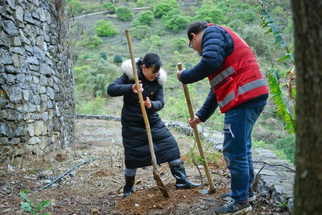 月 日上午,东起乡党委书记江昕颐(左一)在东起乡崖脚村铜板屯栽种李